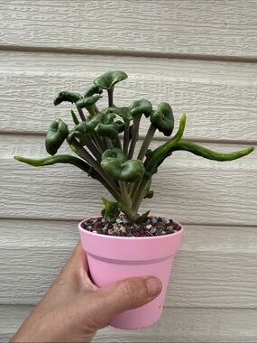 Extremely Rare & Exotic Live Succulent Plant in pot “Kalanchoe Angel Trumpet”